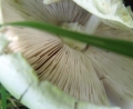 Fungus (ii)