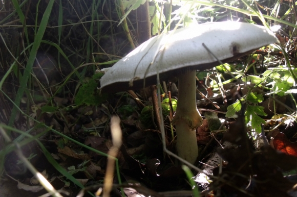 Fungus (Grundisburgh)