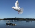 Soaring Seagull (ii)