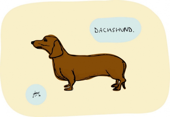 dachshund.