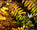 joeburrowsphotography - Nature / Various Example
