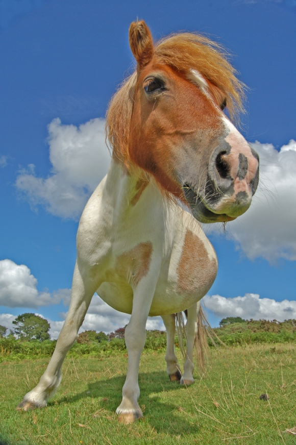 Devon pony