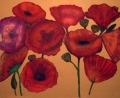 Coloured poppies