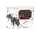 “Pet death” Guinea Pig killing rat