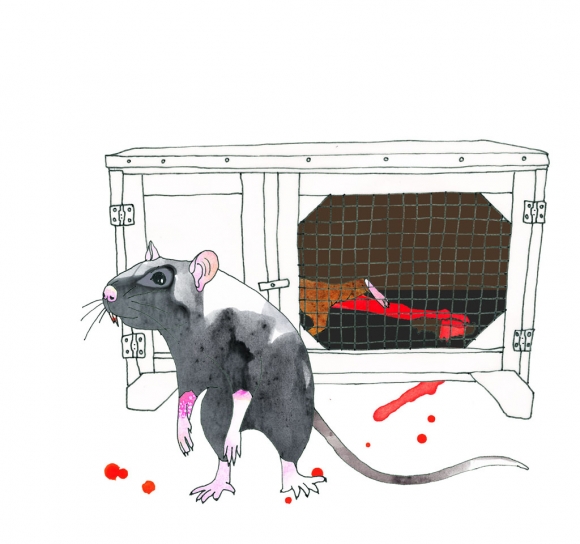 “Pet death” Guinea Pig killing rat