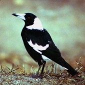 magpies wife